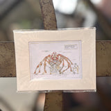 Magnet croquis Araignée en couleur
